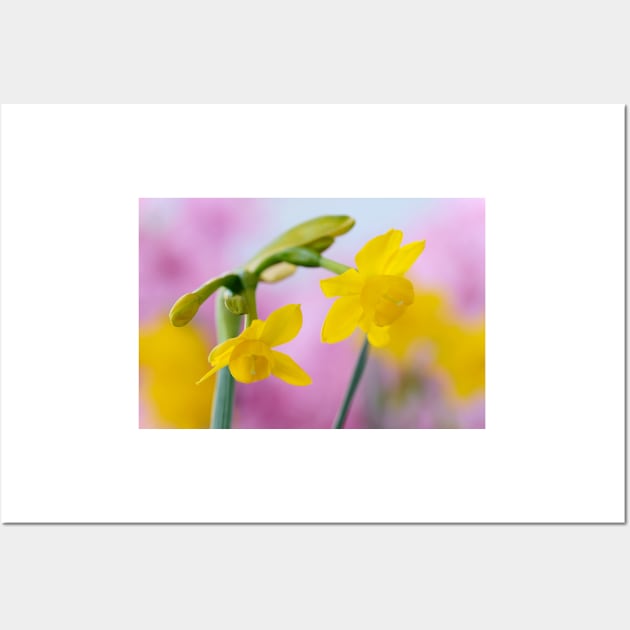 Narcissus  &#39;Little Oliver&#39;   Division 7 Jonquilla  Daffodil Wall Art by chrisburrows